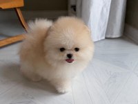 Göz Alıcı Tüy Yapısına Sahip Pomeranian Boo