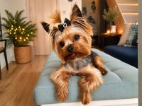 Orjinal Teacup Erkek Yorkshire Terrier 1800gr