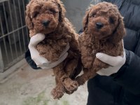 Toy Poodle Bebekler Yeni Yuvasına Gitmeye Hazır
