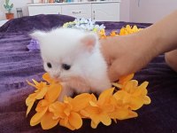 Chinchilla çinçila sarı ve beyaz yavrular safkan