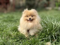 AÇIK RENK ÜST KALİTE GENÇ YETİŞKİN DİŞİ BOO POMERANİAN