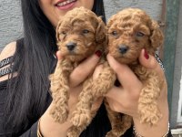 Ufacık Sağlık Ve Irk Garantili Toy Poodle Yavrularım