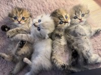 SCOTTİSH FOLD PAMUĞUMUZ YENİ YUVASINI ARIYOR!