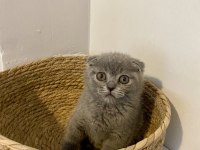 Çok Sevimli ve Oyuncu Scottish Fold Yavrumuz
