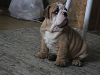 ÜST DÜZEY İNGİLİZ BULLDOG YAVRULAR