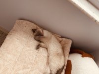 Blue point british shorthair