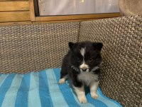 Border collie köpeği