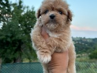 Kore Maltipoo