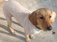 Golden retriever 10 aylık kızım