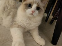Şampiyon Anne Babanın Şecereli Ragdoll Yavruları