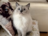 Dişi ragdoll kedime eş arıyorum