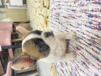Safkan Orjinal French Bulldog Yavrular