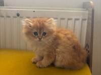 British longhair 2 aylık yavru