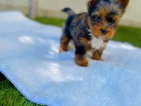 Antiallerjik tea cup morkie yavrular ziyarete açık