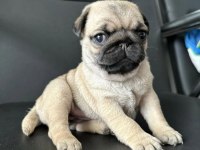 HAMBURGER SURAT PUG MOPS YAVRULARIMIZ