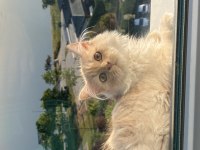Chinchilla kedisi 3 aylık