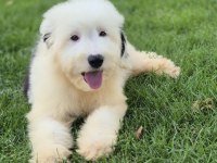 English sheepdog ( BOBTAIL) yavrularimiz