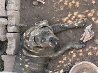 Cane Corso Dişi