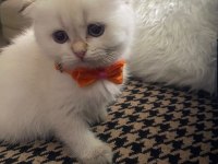 Uygun fiyatlı dişi scottish fold bebek