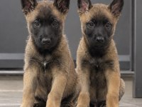 Safkan Belçika Malinois Yavruları