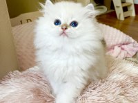 Safkan British Longhair Golden Point Erkek Yavru