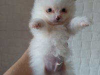 DÜNYA TATLISI POMERANİAN BOO KALİTELİ BEBEKLER