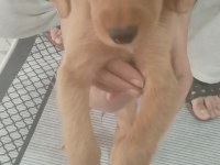 2 aylık dişi poodle