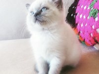 Pofidik british shorthair bebeklerim yeni yuvalarını arıyor