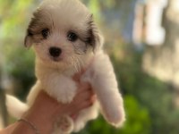 60 günlük orjinal maltese terrier