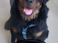 8 aylık rottweiler erkek 6 aylık fotoğraf koyuyorum
