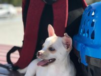 Şivava köpeğimiz 3 aylık aşıları tam