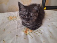 Scottish Fold Ve British Shorthair Yavruları Özel Renkler