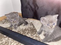 Scottish Fold Longhair