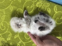 A Kalite Scottish Longhair