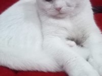 Beyaz scottish fold pamuğum sahiplendirilecek