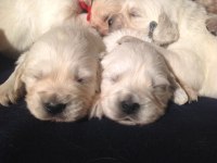 Golden Retriever Adrese Teslim Kapıda Ödeme Yapabilirsiniz
