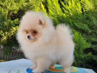 Orijinal pomeranian tea cap yavrularimiz
