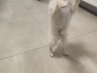 Ücretsiz oyuncu sevgi dolu pomeranian sadece Ankara içine