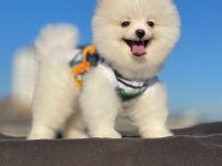 Orjinal spitz olmayan pomeranian boo cinsi çocuklar