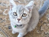 British Shorthair Kedisi