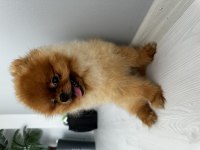 Yavru 2 yaşında erkek pomeranian