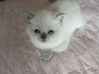 Blue poit erkek yavru