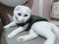 Scottish fold kedisi