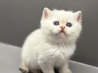A kalite şecereli babanın british shorthair yavrusu