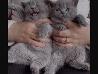 British shorthair kediler
