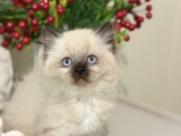 Safkan Ragdoll