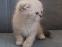 Scottish Fold Blue Point Yavru