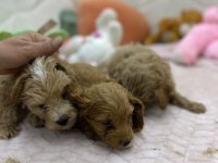 Erkek dişi maltipoo yavrular