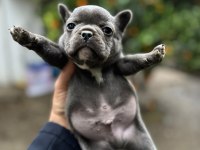 Blue French Bulldog Yavrularımız