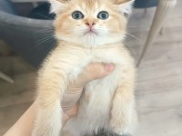 British golden erkek